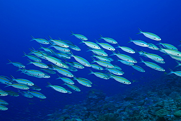 Shoal of Gold-banded Fusilier, Caesio caerulaurea, Ulong Channel, Micronesia, Palau