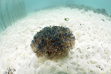 Upside-Down Jellyfish on Sand, Cassiopea andromeda, Risong Bay, Micronesia, Palau