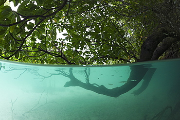 Mangroves Trees under Water, Risong Bay, Micronesia, Palau