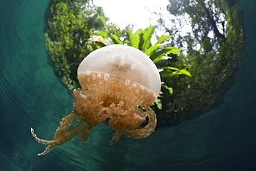 Mastigias Jellyfish, Matigias papua, Risong Bay, Micronesia, Palau