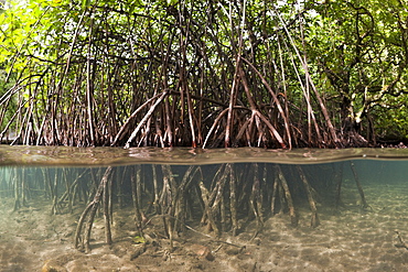 Risong Bay Mangroves, Risong Bay, Micronesia, Palau