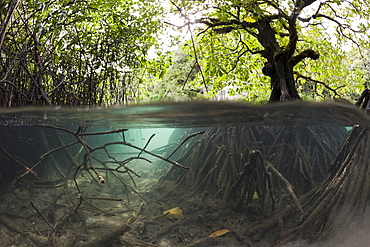 Risong Bay Mangroves, Risong Bay, Micronesia, Palau