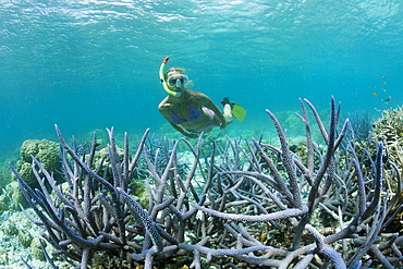 Skin Diver at Shallow Reef, Micronesia, Palau