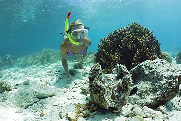 Giant Clam and Diver, Tridacna Squamosa, Micronesia, Palau