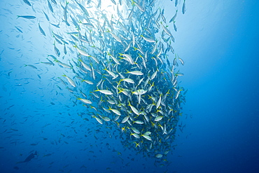 Shoal of Robust Fusilier, Caesio cuning, German Channel, Micronesia, Palau