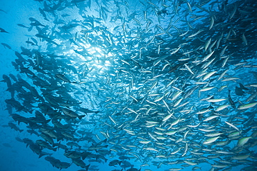 Shooling Black Snapper and Fusiliers, Macolor niger, German Channel, Micronesia, Palau