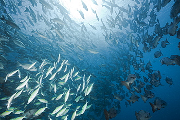 Shooling Black Snapper and Fusiliers and Rudderfishes, Macolor niger, Kyphosus cinerascens, German Channel, Micronesia, Palau