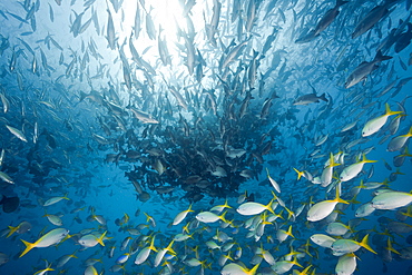 Shoal of Robust Fusilier and Rudderfish, Caesio cuning, Kyphosus cinerascens, German Channel, Micronesia, Palau