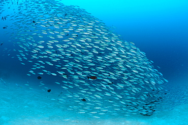 Shoal of Robust Fusilier, Caesio cuning, German Channel, Micronesia, Palau