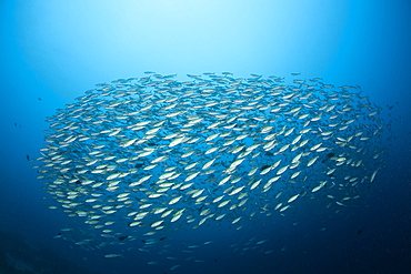 Shoal of Robust Fusilier, Caesio cuning, German Channel, Micronesia, Palau