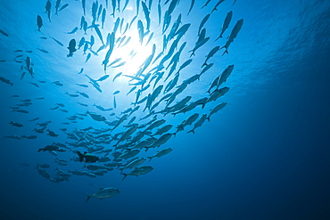 Bigeye Trevally schooling, Caranx sexfasciatus, German Channel, Micronesia, Palau