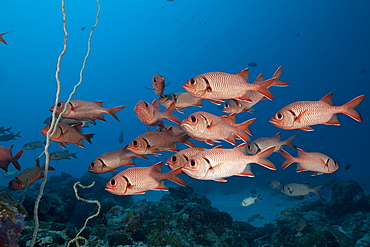 Shoal of Soldierfish, Myripristis murdjan, German Channel, Micronesia, Palau