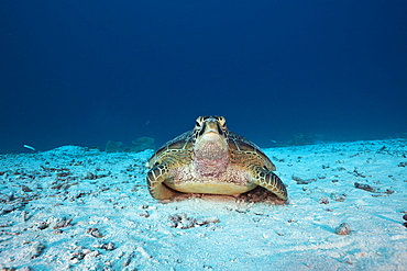 Green Turtle, Chelonia mydas, German Channel, Micronesia, Palau