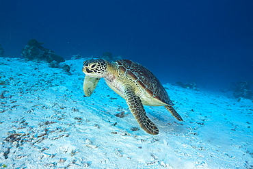 Green Turtle, Chelonia mydas, German Channel, Micronesia, Palau