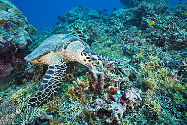 Feeding Hawksbill Turtle, Eretmochelys imbricata bissa, German Channel, Micronesia, Palau