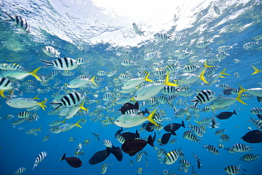 Colorfully schooling Fishes, Micronesia, Palau