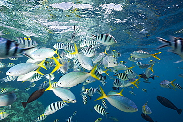 Colorfully schooling Fishes, Micronesia, Palau