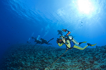 Diver use Reef Hook in Current, Blue Corner, Micronesia, Palau