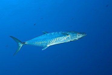 Wahoo, Acanthocybium solandri, Blue Corner, Micronesia, Palau