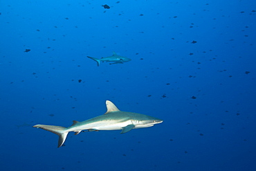 Grey Reef Sharks, Carcharhinus amblyrhynchos, Blue Corner, Micronesia, Palau