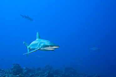 Grey Reef Shark, Carcharhinus amblyrhynchos, Blue Corner, Micronesia, Palau