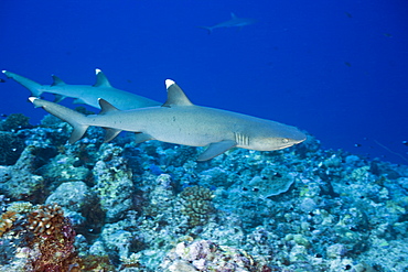 Whitetip Reef Sharks, Triaenodon obesus, Blue Corner, Micronesia, Palau