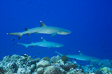 Group of Whitetip Reef Sharks, Triaenodon obesus, Blue Corner, Micronesia, Palau