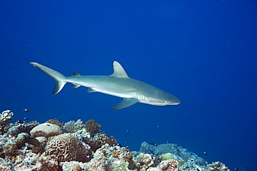 Grey Reef Shark, Carcharhinus amblyrhynchos, Blue Corner, Micronesia, Palau