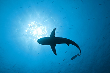 Grey Reef Shark, Carcharhinus amblyrhynchos, Blue Corner, Micronesia, Palau