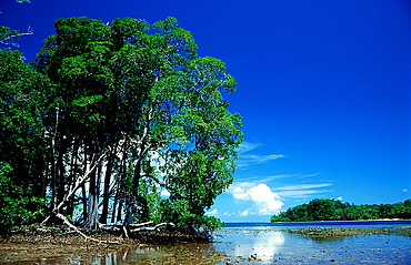 Mangroves island, Papua New Guinea, Neu Irland, New Ireland