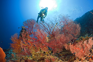 Sea Fan and Diver, Melithaea, Peleliu Wall, Micronesia, Palau