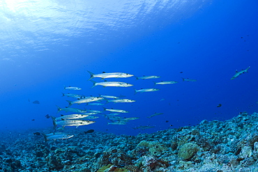 Blackfin Barradudas, Sphyraena qenie, Blue Corner, Micronesia, Palau