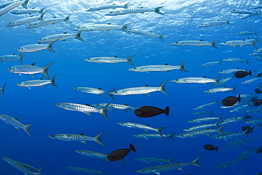 Group of Blackfin Barradudas, Sphyraena qenie, Blue Corner, Micronesia, Palau