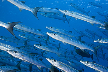 Group of Blackfin Barradudas, Sphyraena qenie, Blue Corner, Micronesia, Palau