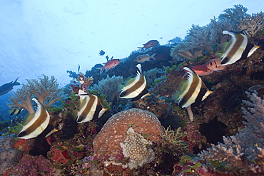 Pennant Bannerfish, Heniochus chrysostomus, Blue Corner, Micronesia, Palau