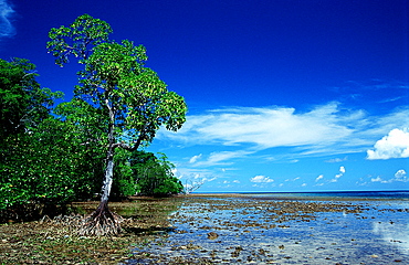 Mangroves island, Papua New Guinea, Neu Irland, New Ireland