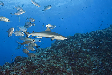 Jackfishes edge Grey Reef Shark, Carcharhinus amblyrhynchos, Blue Corner, Micronesia, Palau