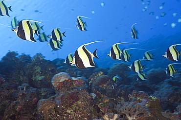 Pennant Bannerfish, Heniochus diphreutes, Blue Corner, Micronesia, Palau