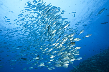 Shoal of Bigeye Trevally, Caranx sexfasciatus, Blue Corner, Micronesia, Palau