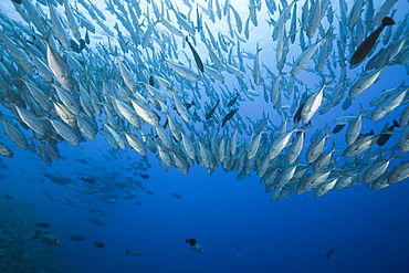 Bigeye Trevally schooling, Caranx sexfasciatus, Blue Corner, Micronesia, Palau