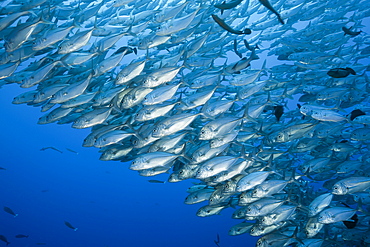 Bigeye Trevally schooling, Caranx sexfasciatus, Blue Corner, Micronesia, Palau