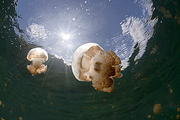 Mastigias Jellyfish in Backlight, Mastigias papua etpisonii, Jellyfish Lake, Micronesia, Palau