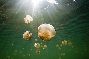 Endemic Mastigias Jellyfish, Mastigias papua etpisonii, Jellyfish Lake, Micronesia, Palau