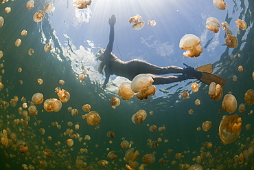 Swimming with harmless Jellyfishes, Mastigias papua etpisonii, Jellyfish Lake, Micronesia, Palau