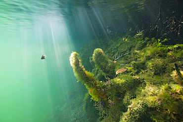 Mangrove Area in Jellyfish Lake, Jellyfish Lake, Micronesia, Palau