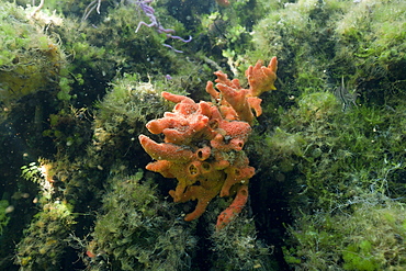 Sponge in Jellyfish Lake, Jellyfish Lake, Micronesia, Palau