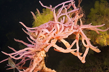 Sponge in Jellyfish Lake, Jellyfish Lake, Micronesia, Palau