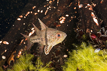 Orbiculated Cardinalfish, Sphaeramia orbicularis, Jellyfish Lake, Micronesia, Palau