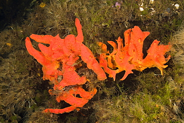 Red Sponge in Jellyfish Lake, Jellyfish Lake, Micronesia, Palau