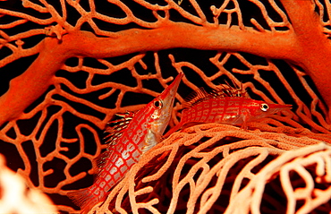 Longnose hawkfish, Oxycirrhites typus, Papua New Guinea, Neu Britannien, New Britain